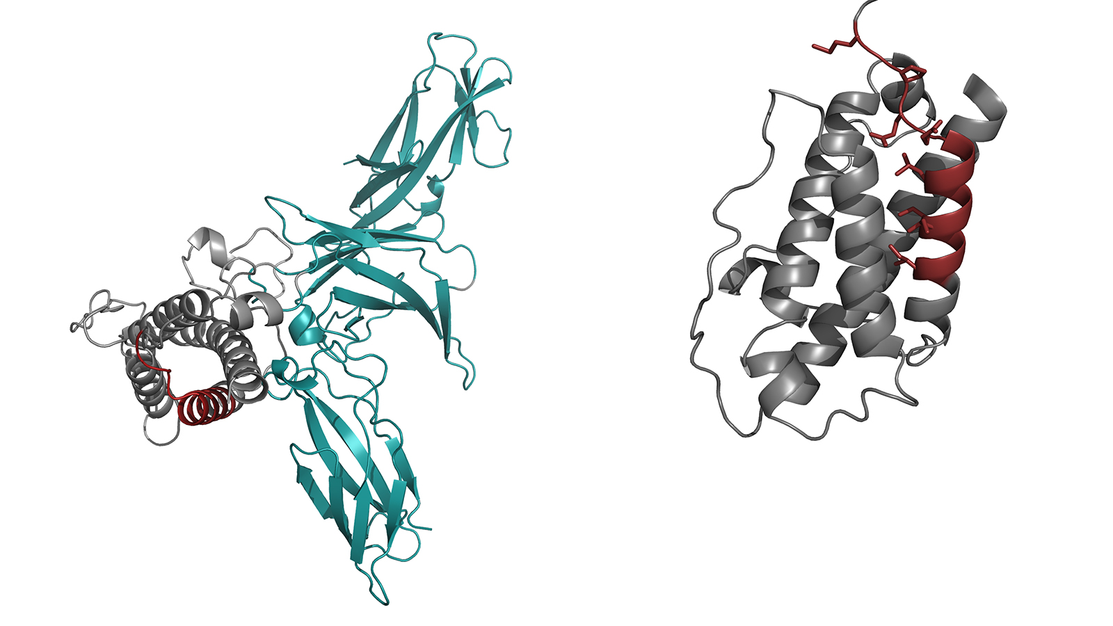 Complete structure of interleukin 23 and the structure of the modified IL23-alpha component. Complete structure of interleukin 23 and the structure of the modified IL23-alpha component.