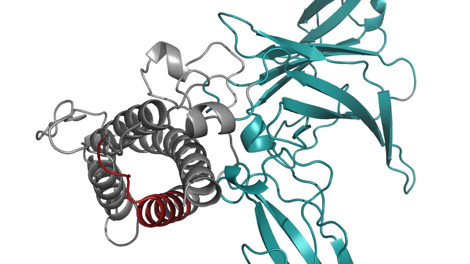 Structure of the of the signal protein interleukin 23.