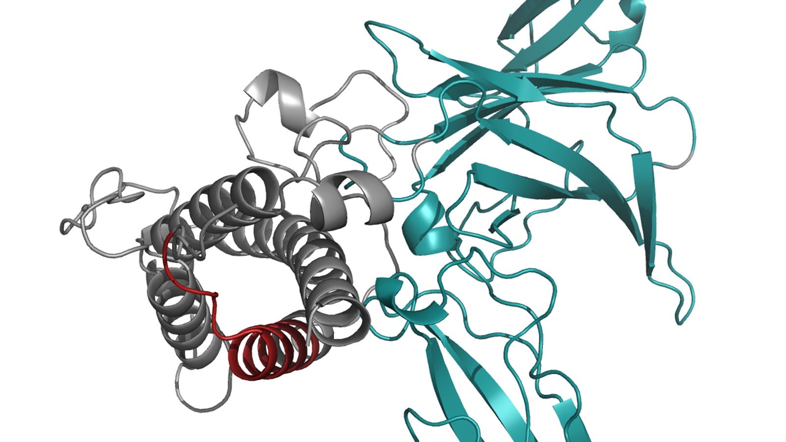 Struktur von Interleukin 23; die Komponente IL23-alpha ist hervorgehoben