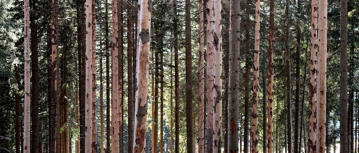 Wald Wald / Symbolbild