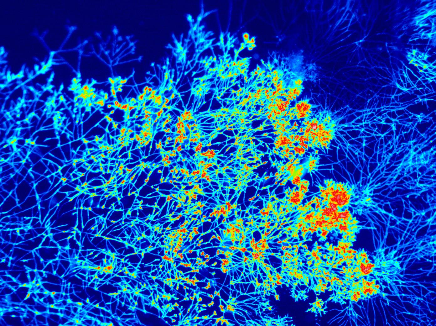 Blick durchs Fluoreszenz-Mikroskop