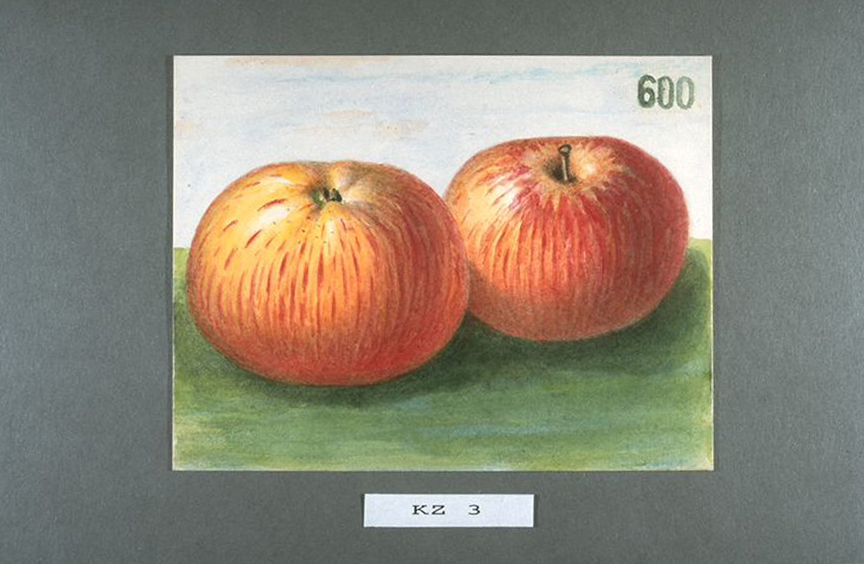 “Korbinian apple”