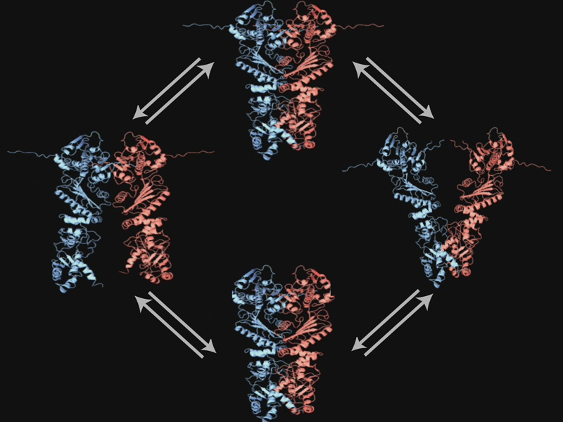 Diagram of the rocking motion of HSP90 observed in yeast.