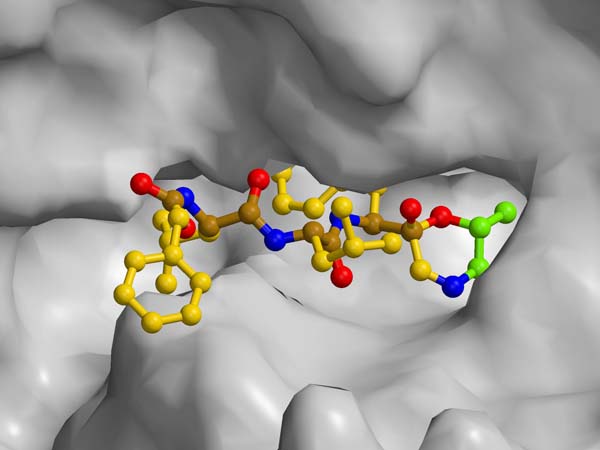 Wie ein Schlüssel im Schloss blockiert das winzige Molekül das Proteasom