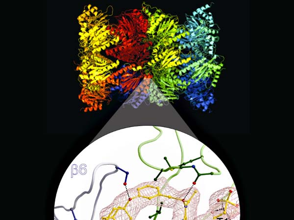 Ein Hydroxyharnstoff-Derivat blockiert das Proteasom