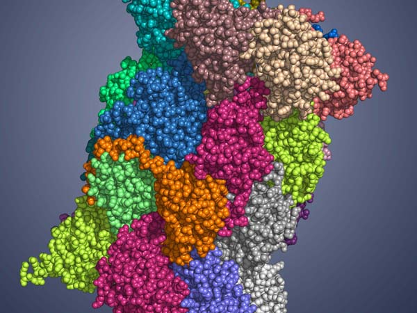 Immunoproteasom Immunoproteasom