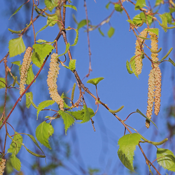 Birkenpollen Nahaufnahme