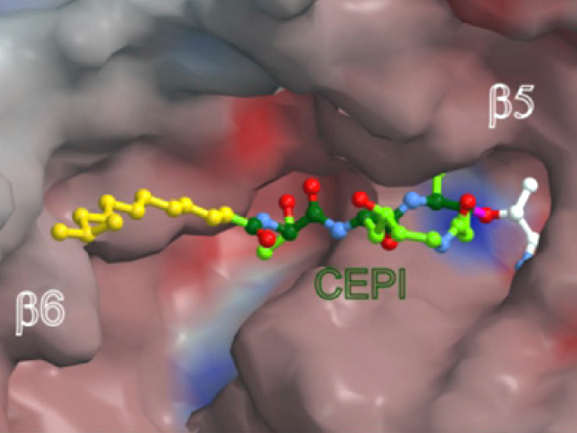 Like a key cepafungin I fits into a pocket of the proteasome, thus blocking the vitally important protein shredder. - Graphics: Chair of Biochemistry, Technische Universitaet Muenchen