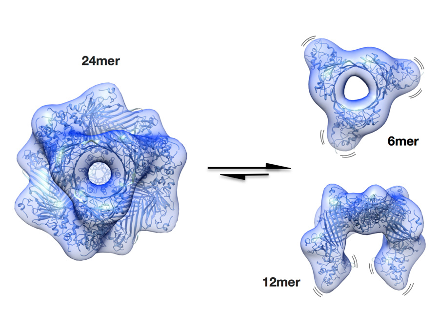 Storage form (24-mer) and active forms of αB-crystallin which protect against cataract