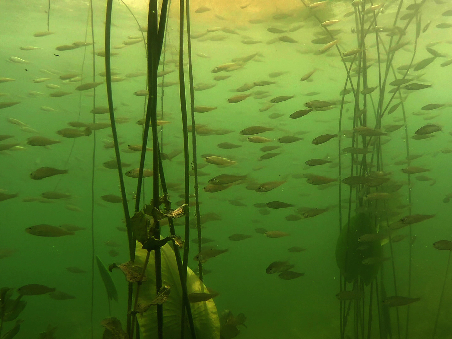 Der Klimawandel hat unter anderem Einfluss auf die Fischbestände in Seen (Bild: TUM)