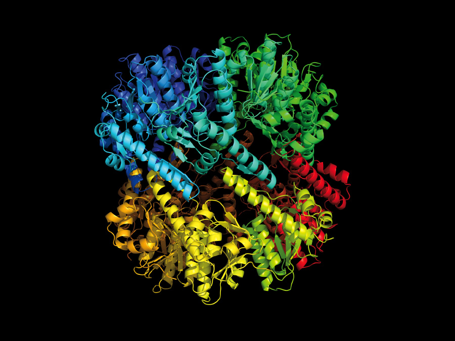 The target: bacterial protease ClpP - Image: M. Gersch / TUM The target: bacterial protease ClpP - Image: M. Gersch / TUM