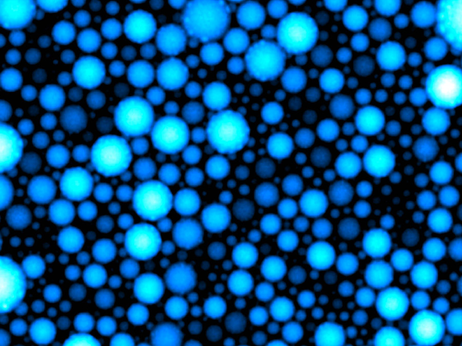 Mikrometer kleine Tröpfchen einer Emulsion bilden die Reaktionsgefäße für eine komplexe, oszillierende Reaktion - Bild: Maximilian Weitz, TUM