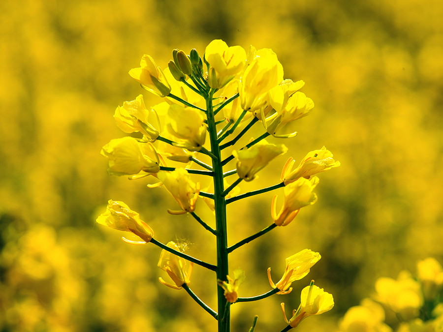Rapeseed blossoms, TU Muenchen’s research station Roggenstein. (Image: A. Heddergott / TUM)