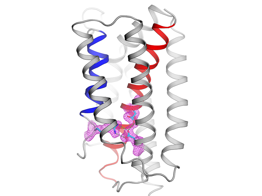 Innere Struktur des Calcium-Ventils - Bild: NYCOMPS