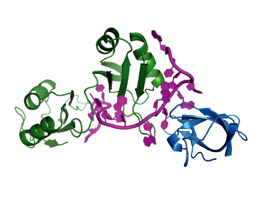 Komplex der Proteine Sxl dRBD3 (grün) und Unr CSD1 (blau) mit msl2 RNA (magenta)