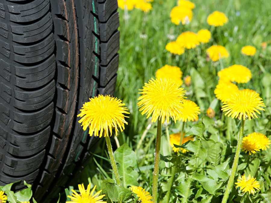 Rubber from dandelions - Photo: Ulrich Benz / TUM
