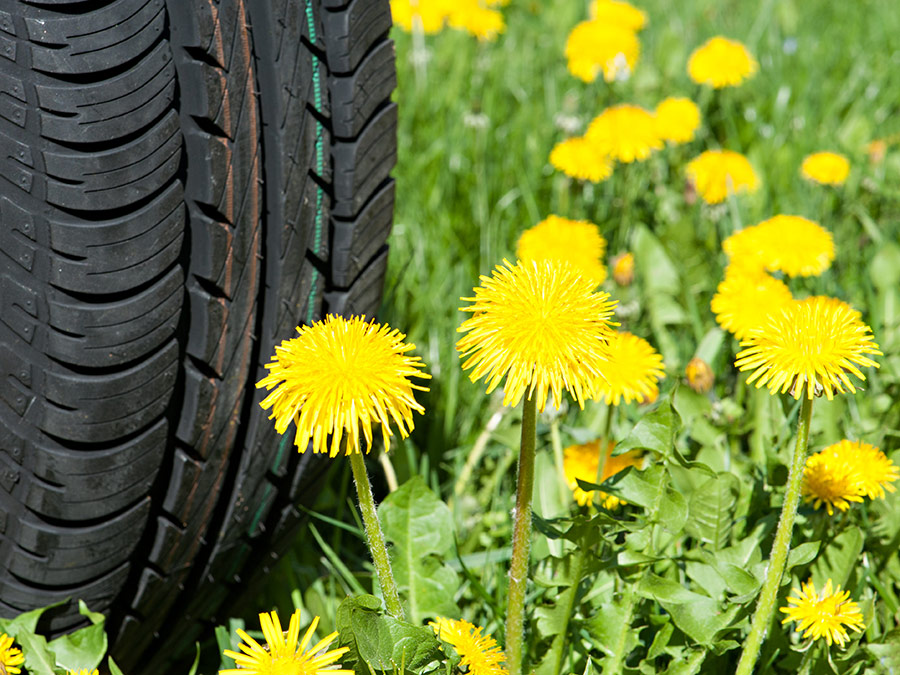 Rubber from dandelions - Photo: Ulrich Benz / TUM Rubber from dandelions - Photo: Ulrich Benz / TUM
