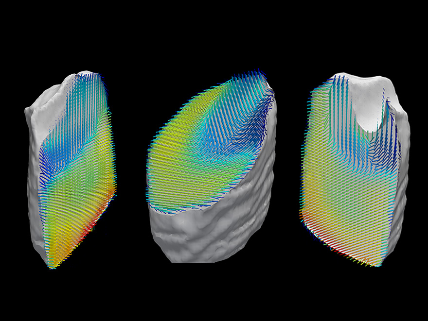 Darstellung der Orientierung der Kollagenfasern innerhalb einer Zahnprobe. Die Einzeldaten wurden mit Röntgenstreuung-CT aufgenommen und daraus eine dreidimensionale Nanostruktur der Probe berechnet. (Bild: Schaff et al. / Nature)