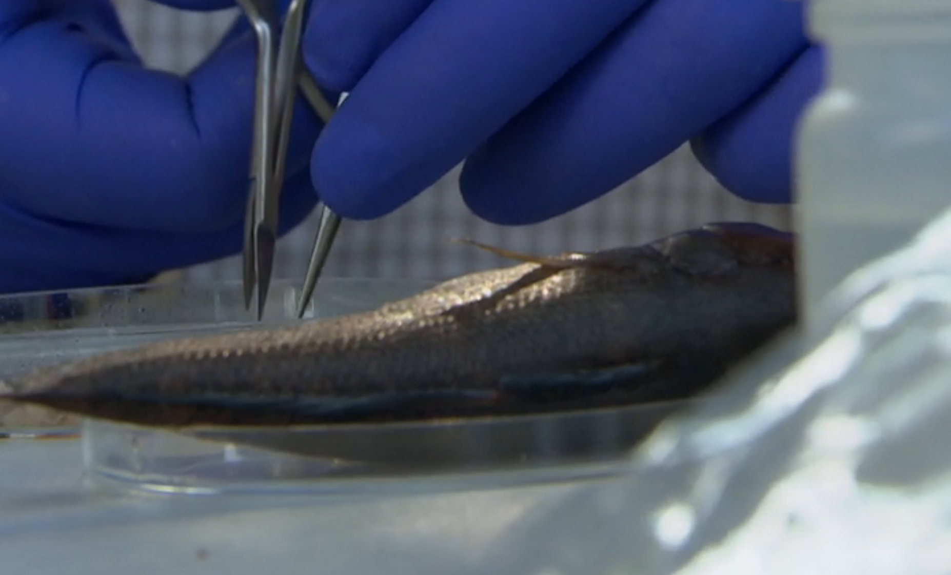 Eine Grundel unterm Mikroskop von Dr. Alexander Cerwenka vom TUM-Lehrstuhl für Aquatische Systembiologie. (Foto: Screenshot)