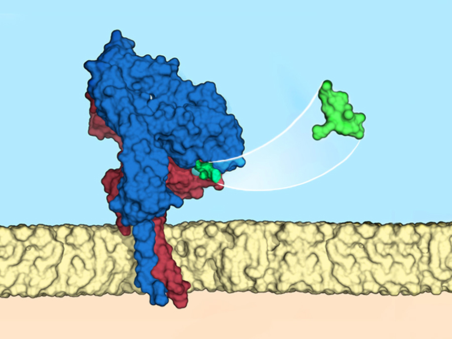 Wie ein Schlüssel passt der Ligand (grün) exakt zu einem bestimmten Integrin (blau/rot) auf der Oberfläche einer Zellmembran (beige) - Bild: Francesco S. di Leva, Luciana Marinelli / Università di Napoli Federico II