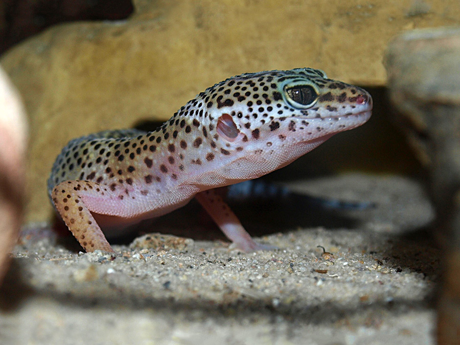 An air-filled channel inside connects the ears of the lizard and allows directional hearing - Photo: Frieder Mugele, University of Twente