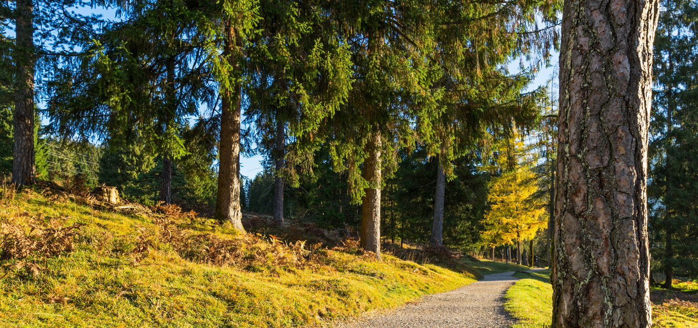 Der Humus unter dem Wald spielt eine ausschlaggebende Rolle für die Fruchtbarkeit, den Wasserhaushalt und die Nährstoffversorgung von Böden. (Foto: Fotolia/outdoorpixel)