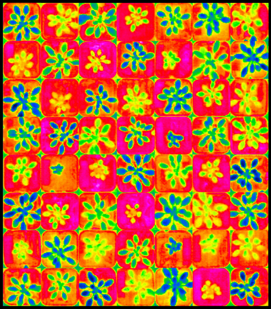 Pictured are thermograms of 40 day-old Arabidopis plants showing different growth and leaf temperatures indicated by false colors. Plants that combine low water consumption are indicated by green and yellow colors. (Photo: Z. Yang und E. Grill/ TUM)