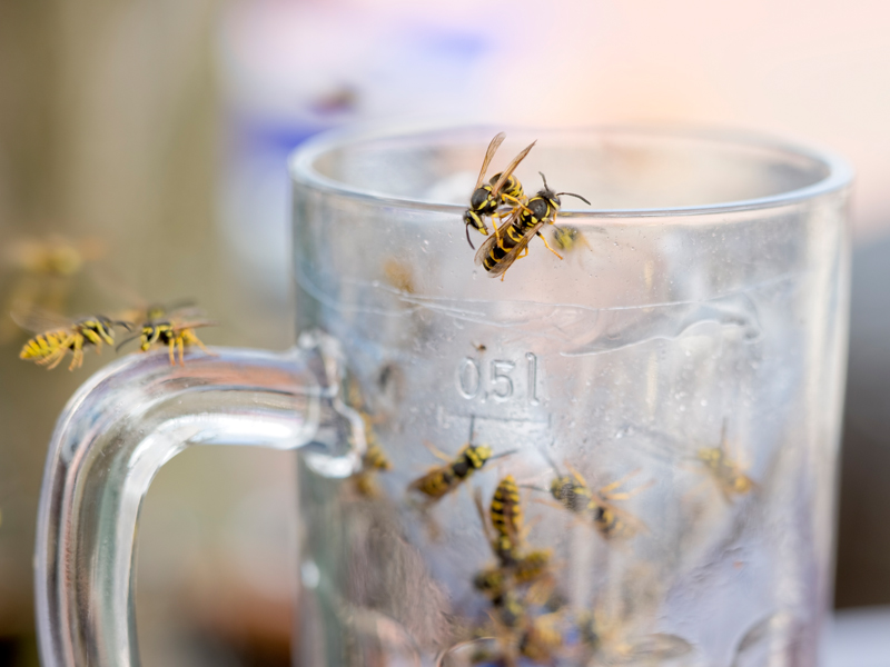 Eine bedrohliche Situation für Allergiker: Wer auf Wespen falsch reagiert oder schlicht unvorsichtig ist, wird schnell gestochen. (Foto: RelaxFoto.de /istockphoto) Wespen in einem leeren Bierglas. (Foto: RelaxFoto.de /istockphoto)