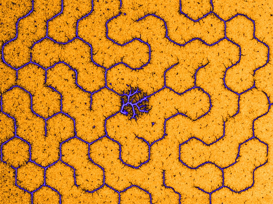 Labyrinth of condensed DNA molecules.