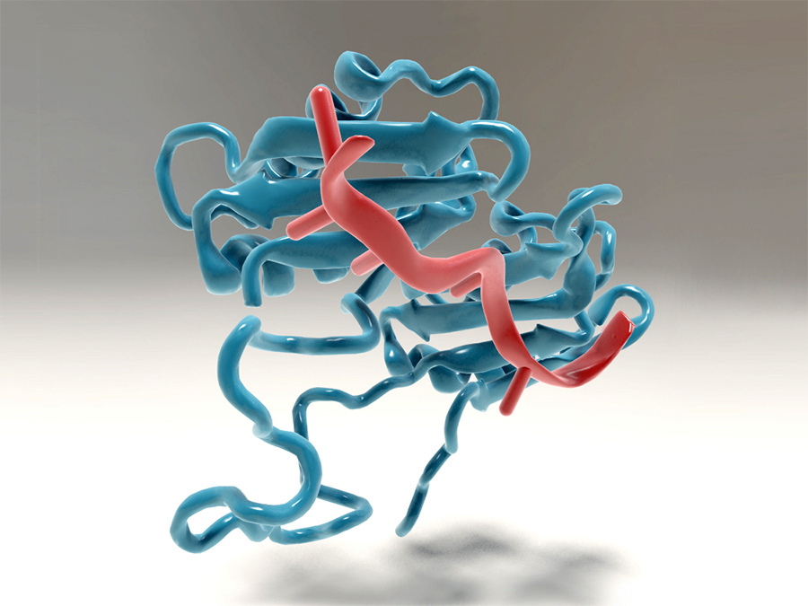 Bindung der großen Untereinheit von U2AF an die Vorläufer-Boten-mRNA – Bild: Christoph Hohmann / NIM Bindung der großen Untereinheit von U2AF an die Vorläufer-Boten-mRNA – Bild: Christoph Hohmann / NIM