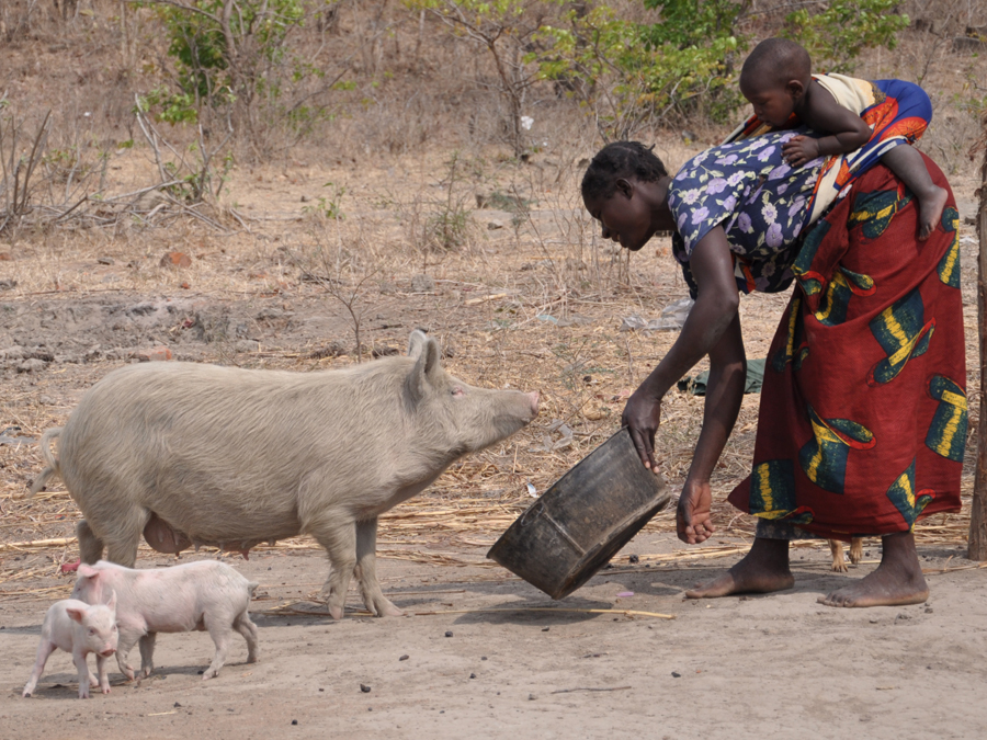 Eine Frau steht einem Schwein gegenüber.