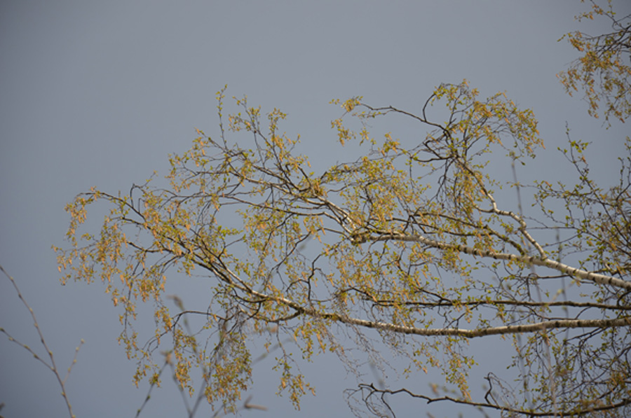 Bei den Untersuchungen konzentrierte sich das Autorenteam auf Birkenpollen, denn ähnlich den Gräserpollen lösen diese besonders häufig allergische Reaktionen aus. (Foto: TUM/ B. Wankerl)