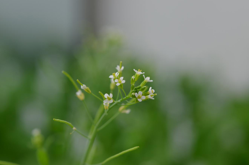 For many plant species, such as the thale cress, which is often used in research, but also for food crops such as corn, rice and wheat, there are now initiatives currently mapping the genome of many subspecies and varieties. (Photo: Regnault/ TUM)