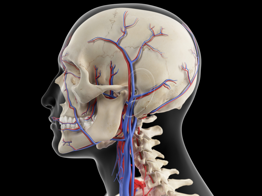 A human skeleton with neck arteries.