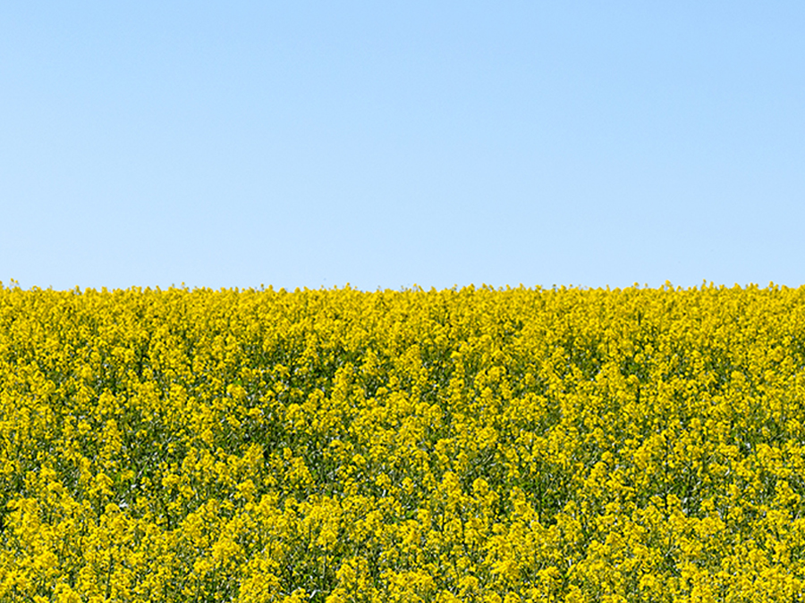 Rapsanbau auf den Versuchsfeldern der TUM. Wie sich Wettbewerb, Nachhaltigkeit und Produktqualität in der Lebensmittelproduktion vereinbaren lassen, verrät ein neuer MOOC. (Bild: Benz / TUM) Rapsanbau auf den Versuchsfeldern der TUM.
