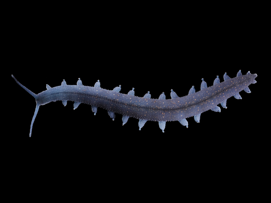 Euperipatoides rowelli, a velvet worm.