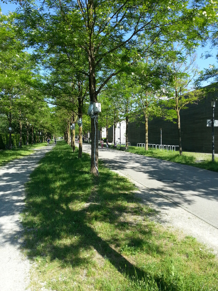 One location was the Lehrer-Wirth-Strasse in Munich, where measuring instruments were attached to Robinia below the foliage. (Picture: F. Rahman/ TUM)