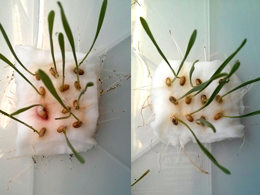 If aphids have the choice between wheat seedlings with (right) and without CBT-ol treatment (left), they avoid the treated seedlings. (Images: W. Mischko / TUM)