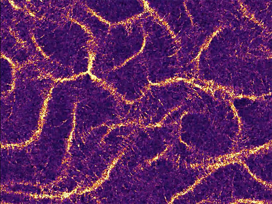 Wave fronts and ant trails can emerge under the same starting conditions and coexist with one another. (Image: L. Huber / LMU)