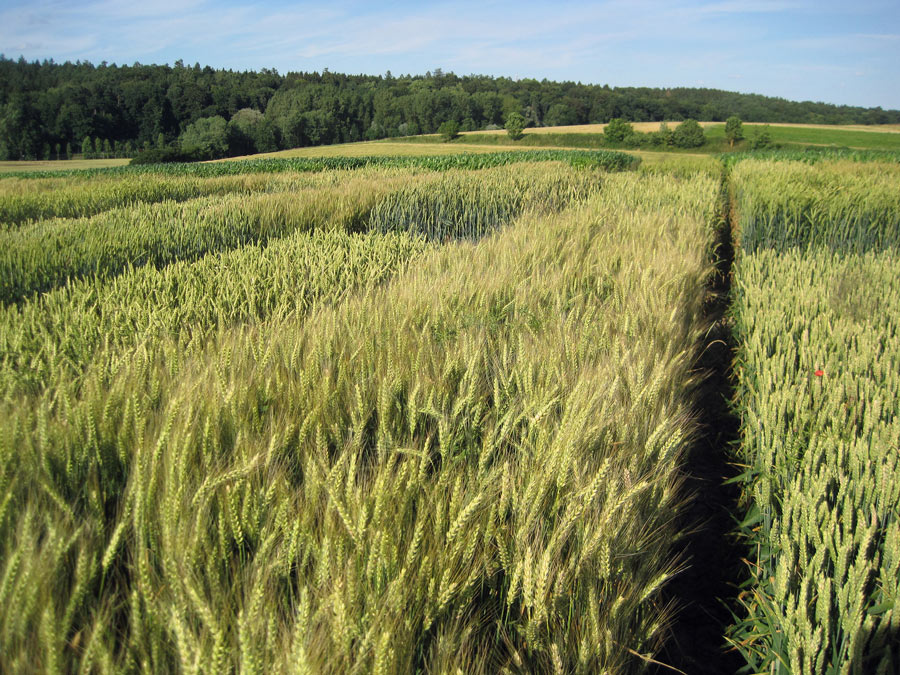 Conventionally cultivated lots at the research station Dürnast. (Image: Samuel Knapp / TUM)