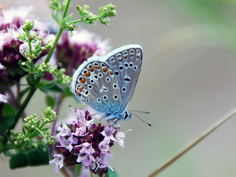 Hauhechel-Bläuling (Polyommatus icarus). (Bild: Jan Christian Habel / TUM)