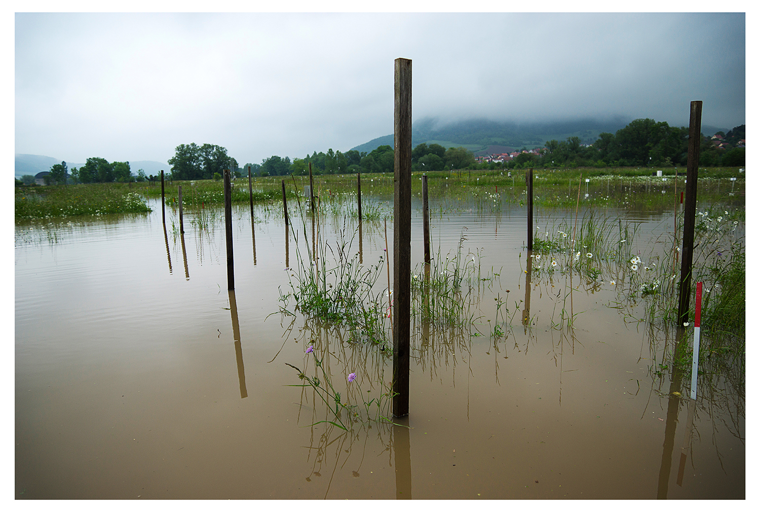 Die Flut 2013 zeigte den Wissenschaftlerinnen und Wissenschaftlern des Jena Experiments, dass artenreiches Grasland von Überschwemmungen profitieren kann.