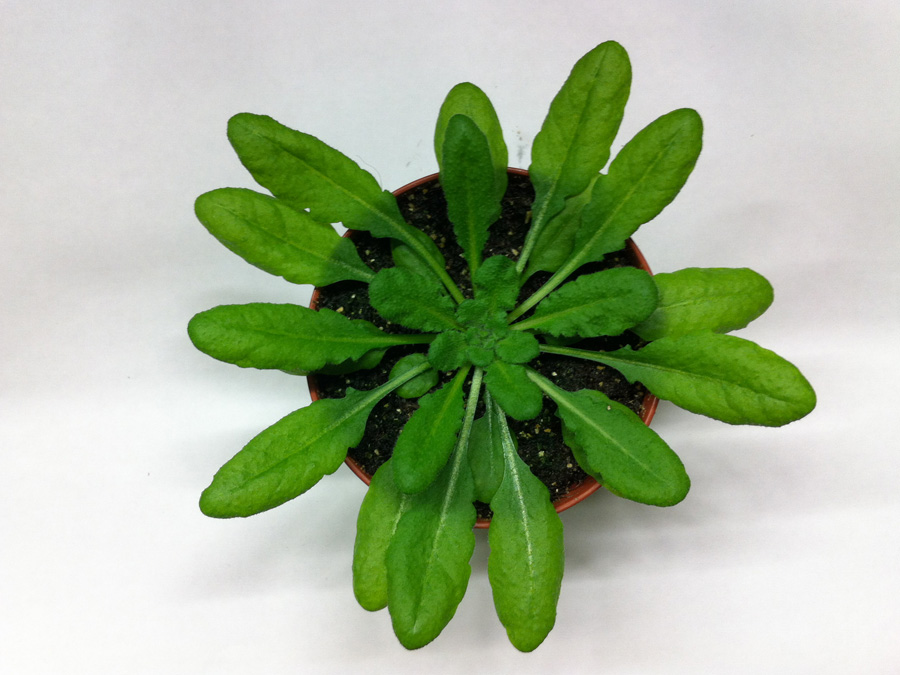 The scientists investigated the immune mechanisms of plants against lipopolysaccharide with the model plant Arabidopsis thaliana. (Photo: Stefanie Ranf / TUM)