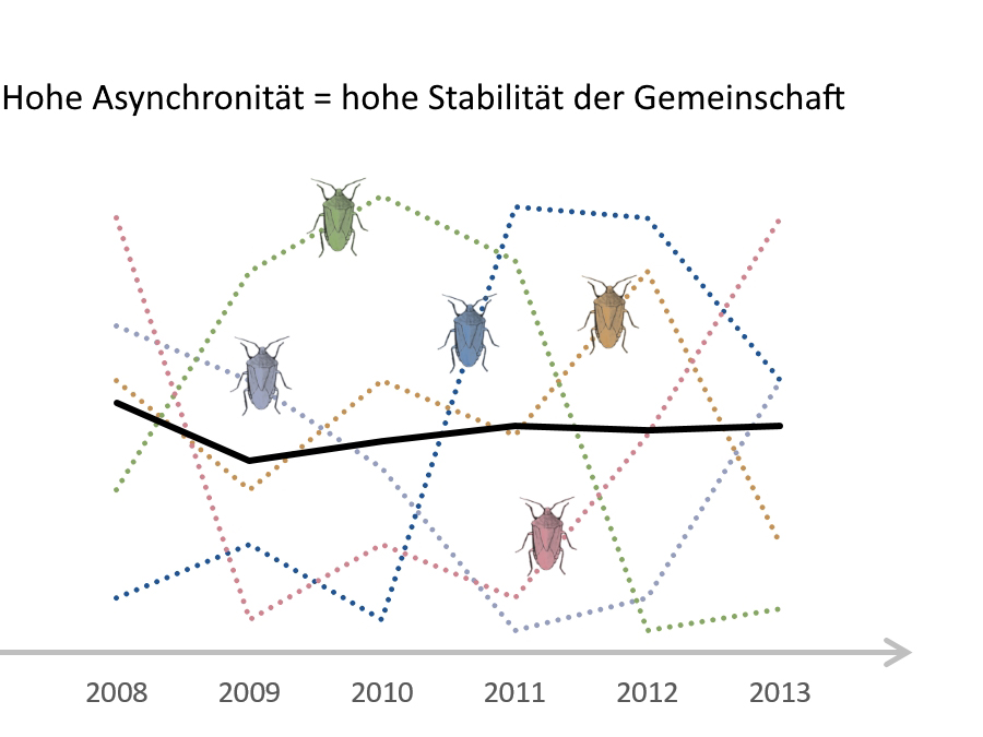 The abundance of species is subject to natural variations (dotted lines). The mean variation of the entire community fluctuates much more if the individual species are synchronous. In contrast, if the abundance of species varies asynchronously, the abundance of the community is very stable. (Abb.: TUM/ Gossner)