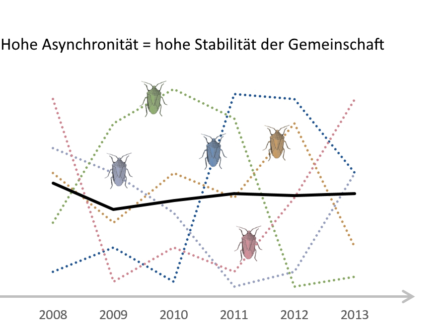 Die Häufigkeit von Arten unterliegt Schwankungen. Dies sind die gepunkteten Linien. Die durchschnittliche Schwankung der Gemeinschaft, die schwarze Linie, schwankt stärker, wenn sich die Arten synchron zueinander entwickeln (Grafik unten). Schwanken sie hingegen asynchron wie in der Grafik links, ist die Artengemeinschaft insgesamt sehr stabil und die schwarze Linie ist ausgeglichen. (Abb.: TUM/ Gossner)