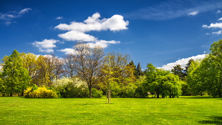 Mixed forests mitigate climate change because they store carbon dioxide longer and better. (Photo: iStock/DaLiu)