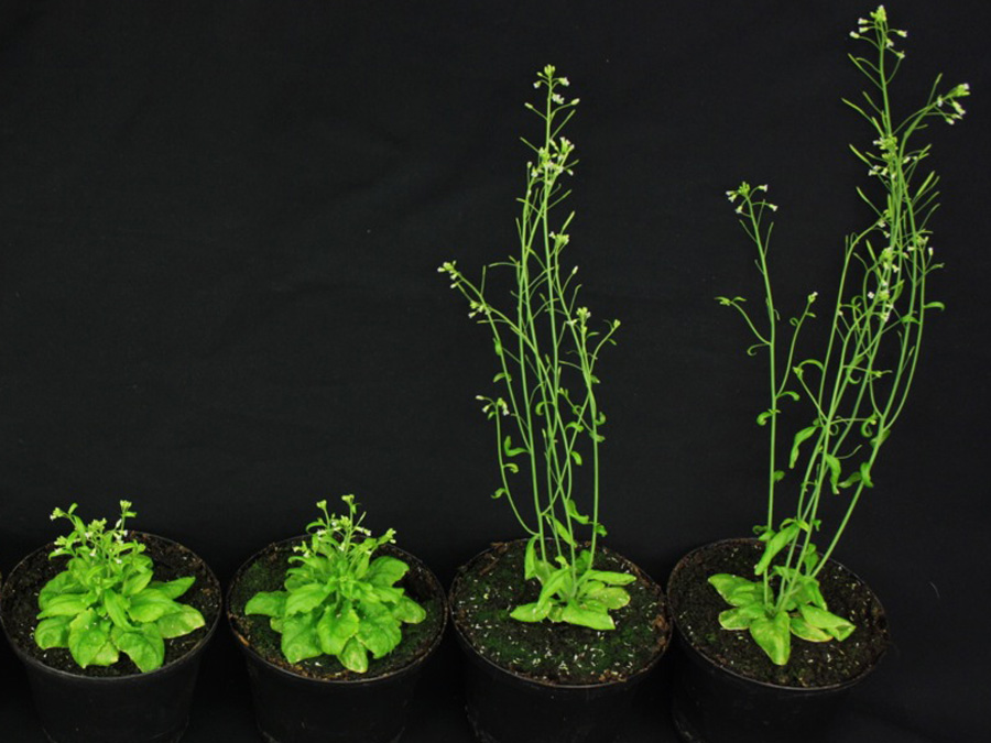 Growth defects of the model research plant thale cress (Arabidopsis thaliana) which are induced by missing of steroid hormones (left side). With the help of gibberelline production the defects could be repaired (right side). (Photo: Brigitte Poppenberger / TUM)