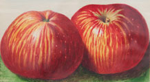 Apfelaquarelle Apfelaquarelle