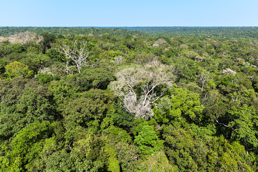Weniger Niederschlag steigert im Amazonas-Regenwald das Baumsterben. Weniger Bäume verschärfen regionale Trockenzeiten und dies mündet in eine sich selbst verstärkende Abwärtsspirale. (Foto: TUM/ Rammig)