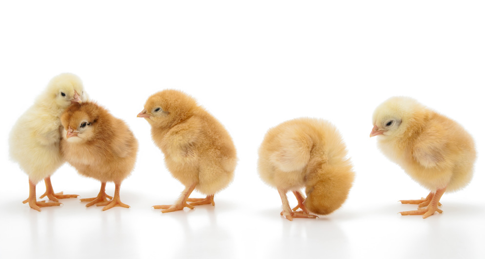 In Germany alone, around 50 million male chicks die every year for economic reasons. (Image: iStockphoto/ Sunnybeach)